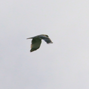 Hieraaetus morphnoides at Wodonga, VIC - 3 Jul 2021