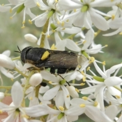 Odontomyia hunteri (Soldier fly) at Theodore, ACT - 1 Jan 2021 by owenh