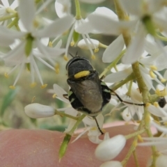 Odontomyia hunteri at Theodore, ACT - 1 Jan 2021