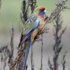 Platycercus elegans flaveolus (Yellow Rosella) at Albury - 3 Jul 2021 by PaulF