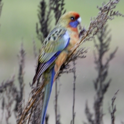 Platycercus elegans flaveolus (Yellow Rosella) at Springdale Heights, NSW - 3 Jul 2021 by PaulF