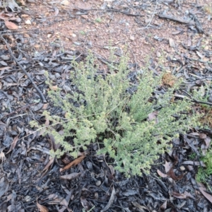 Pultenaea procumbens at Jacka, ACT - 3 Jul 2021 08:14 AM