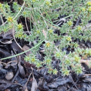 Pultenaea procumbens at Jacka, ACT - 3 Jul 2021 08:14 AM