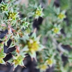 Pultenaea procumbens at Jacka, ACT - 3 Jul 2021 08:14 AM