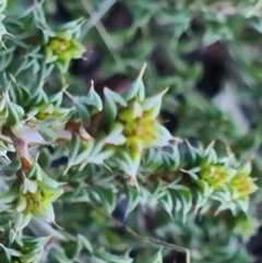 Pultenaea procumbens at Jacka, ACT - 3 Jul 2021