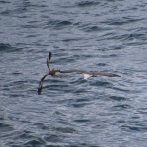 Haliaeetus leucogaster at Guerilla Bay, NSW - 3 Jul 2021