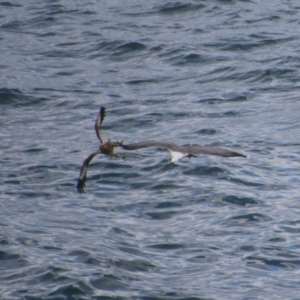 Haliaeetus leucogaster at Guerilla Bay, NSW - 3 Jul 2021 03:50 PM