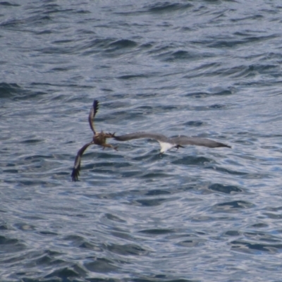 Haliaeetus leucogaster (White-bellied Sea-Eagle) at Batemans Marine Park - 3 Jul 2021 by LisaH