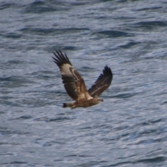 Haliaeetus leucogaster at Guerilla Bay, NSW - 3 Jul 2021