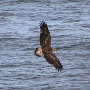 Haliaeetus leucogaster at Guerilla Bay, NSW - 3 Jul 2021