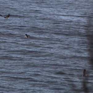 Haliaeetus leucogaster at Guerilla Bay, NSW - 3 Jul 2021