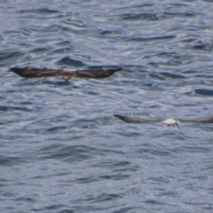 Haliaeetus leucogaster at Guerilla Bay, NSW - 3 Jul 2021