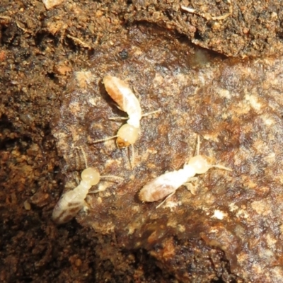 Coptotermes sp. (genus) (Termite) at Stromlo, ACT - 3 Jul 2021 by Christine