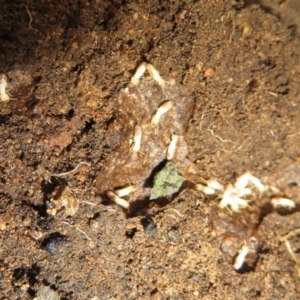 Coptotermes sp. (genus) at Stromlo, ACT - 3 Jul 2021