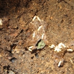 Coptotermes sp. (genus) at Stromlo, ACT - 3 Jul 2021