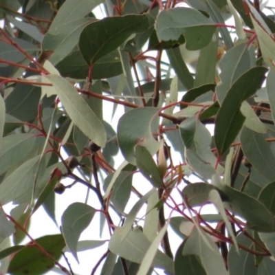 Eucalyptus macrorhyncha (Red Stringybark) at Block 402 - 3 Jul 2021 by Christine