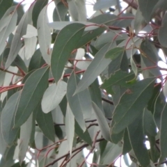 Eucalyptus macrorhyncha at Denman Prospect, ACT - 3 Jul 2021