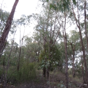 Eucalyptus macrorhyncha at Denman Prospect, ACT - 3 Jul 2021