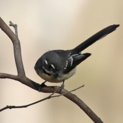 Rhipidura albiscapa (Grey Fantail) at Bonython, ACT - 3 Jul 2021 by RodDeb