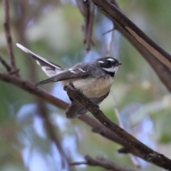 Rhipidura albiscapa at Bonython, ACT - 3 Jul 2021