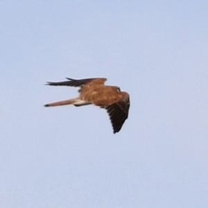 Falco cenchroides at Bonython, ACT - 3 Jul 2021