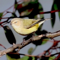 Smicrornis brevirostris (Weebill) at Bonython, ACT - 3 Jul 2021 by RodDeb