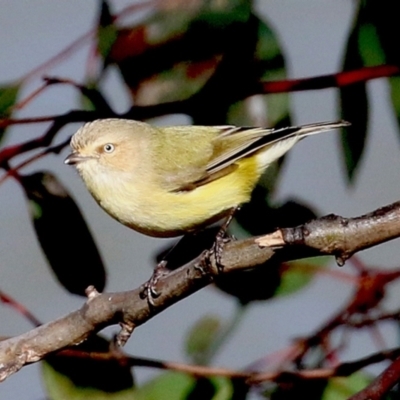 Smicrornis brevirostris (Weebill) at Bonython, ACT - 3 Jul 2021 by RodDeb