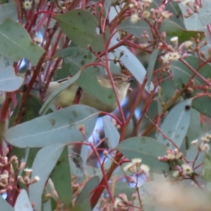 Smicrornis brevirostris at Bonython, ACT - 3 Jul 2021