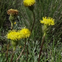 Leptorhynchos elongatus (Lanky Buttons) at Bobundara, NSW - 14 Nov 2020 by JanetRussell