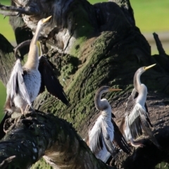 Anhinga novaehollandiae (Australasian Darter) at Wodonga, VIC - 3 Jul 2021 by KylieWaldon