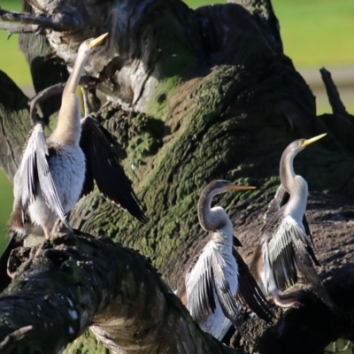 Anhinga novaehollandiae (Australasian Darter) at Wodonga, VIC - 3 Jul 2021 by KylieWaldon