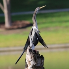 Anhinga novaehollandiae at Wodonga, VIC - 3 Jul 2021 10:11 AM