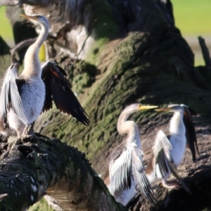 Anhinga novaehollandiae at Wodonga, VIC - 3 Jul 2021 10:11 AM