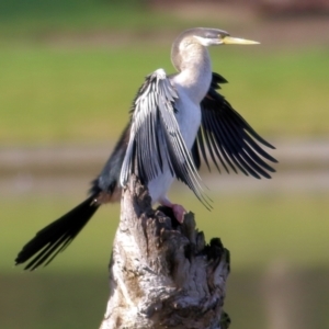 Anhinga novaehollandiae at Wodonga, VIC - 3 Jul 2021 10:11 AM