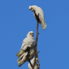 Cacatua sanguinea (Little Corella) at Belvoir Park - 3 Jul 2021 by Kyliegw