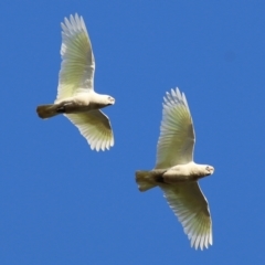 Cacatua sanguinea at Wodonga, VIC - 3 Jul 2021