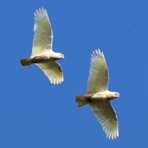 Cacatua sanguinea at Wodonga, VIC - 3 Jul 2021