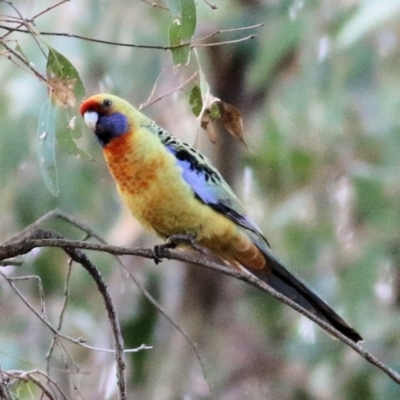 Platycercus elegans flaveolus (Yellow Rosella) at Belvoir Park - 3 Jul 2021 by Kyliegw