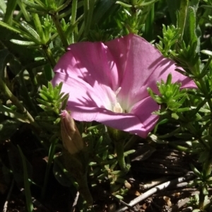 Convolvulus angustissimus subsp. angustissimus at Bobundara, NSW - 14 Nov 2020 02:13 PM