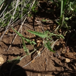 Convolvulus angustissimus subsp. angustissimus at Bobundara, NSW - 14 Nov 2020 02:13 PM