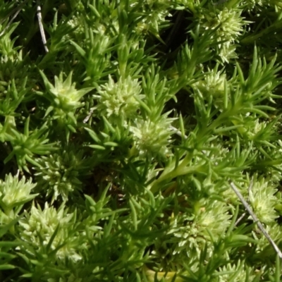 Scleranthus diander (Many-flowered Knawel) at Bobundara, NSW - 14 Nov 2020 by JanetRussell