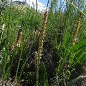 Plantago varia at Bobundara, NSW - 14 Nov 2020 02:17 PM