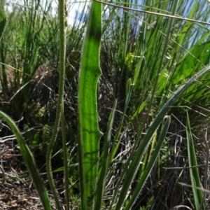 Plantago varia at Bobundara, NSW - 14 Nov 2020 02:17 PM