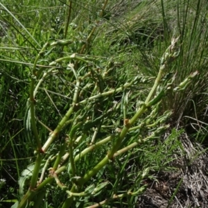 Rumex dumosus at Bobundara, NSW - 14 Nov 2020 02:18 PM