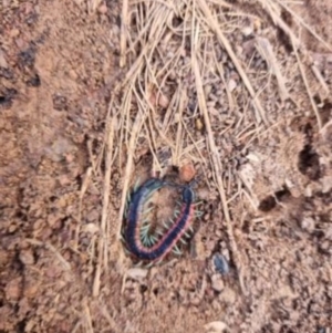 Scolopendra laeta at Yass River, NSW - suppressed