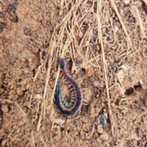 Scolopendra laeta at Yass River, NSW - suppressed