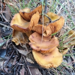 Unidentified Cap on a stem; gills below cap [mushrooms or mushroom-like] at Cook, ACT - 1 Jul 2021 by drakes