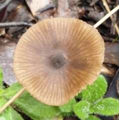 zz agaric (stem; gills white/cream) at Cook, ACT - 1 Jul 2021 by drakes