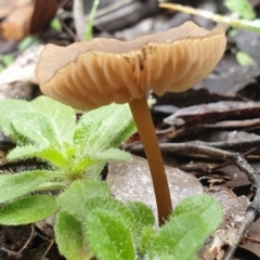 zz agaric (stem; gills white/cream) at Cook, ACT - 1 Jul 2021 10:46 AM