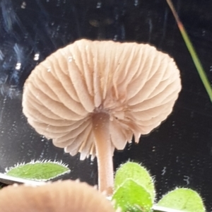 zz agaric (stem; gills white/cream) at Cook, ACT - 1 Jul 2021 10:46 AM